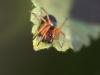 Hypsosinga sp.